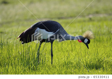 カンムリヅル 65330411