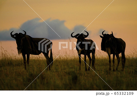 ヌーの群れ 65332109