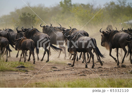 ヌーの群れ 65332110