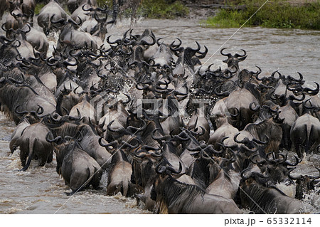 ヌーの群れ 65332114