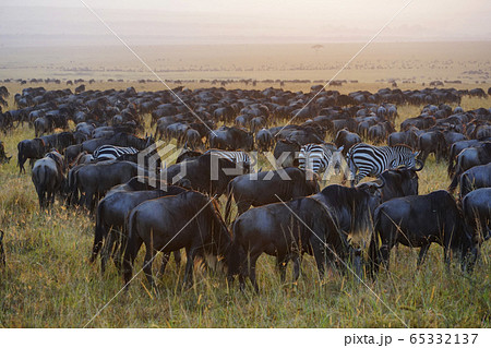 ヌーの群れ 65332137