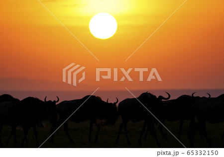 ヌーの群れ 65332150