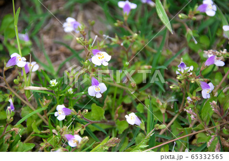 トキワハゼ トキワハゼ 65332565