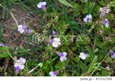 トキワハゼ 65332566