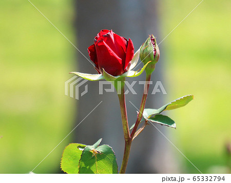 開花しそうな一輪の真っ赤なバラ 開花しそうな一輪の真っ赤なバラ 65332794