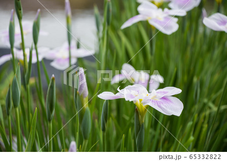 花しょうぶ 65332822
