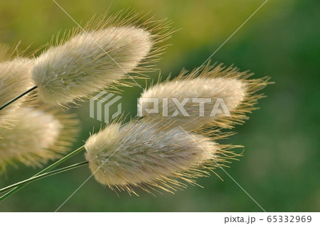 ラグラスバニーテール170429am6:29 65332969