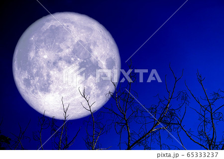 super egg moon back on silhouette plant and trees super egg moon back on silhouette plant and trees 65333237