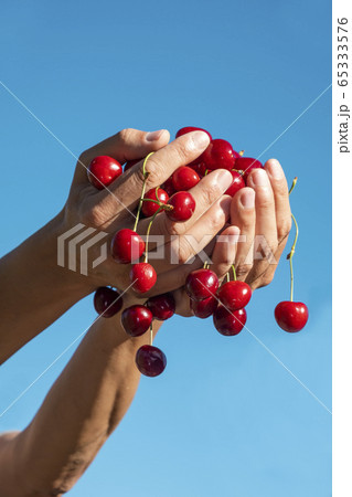 man with freshly collected cherries in his hands man with freshly collected cherries in his hands 65333576