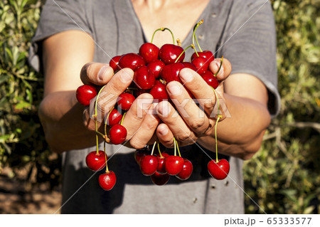 man with freshly collected cherries in his hands man with freshly collected cherries in his hands 65333577