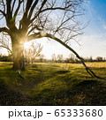 Old branchy willow on green meadow in sun rays 65333680