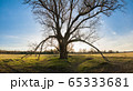 Old branchy willow on green meadow in sun rays 65333681
