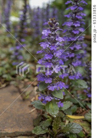 アジュガ/煉瓦の間を這うセイヨウキランソウ アジュガ/煉瓦の間を這うセイヨウキランソウ 65333856