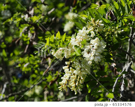 里山の白いフジの花 白フジ 里山の白いフジの花 白フジ 65334576