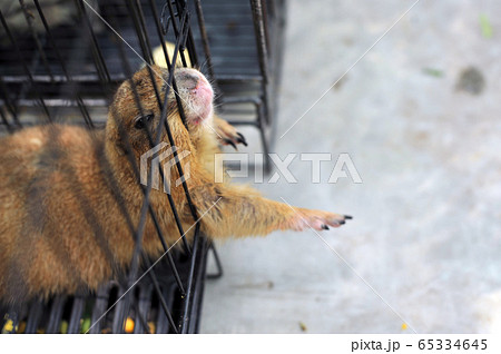 Black-tailed prairie dog in zoo cage Black-tailed prairie dog in zoo cage 65334645