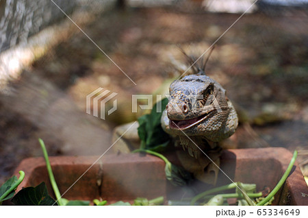 Green Iguana (Iguana iguana) spotted outdoors at Green Iguana (Iguana iguana) spotted outdoors at 65334649