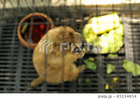 Black-tailed prairie dog in zoo cage Black-tailed prairie dog in zoo cage 65334654