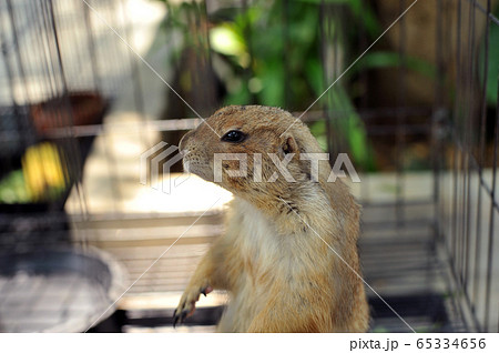 Black-tailed prairie dog in zoo cage Black-tailed prairie dog in zoo cage 65334656