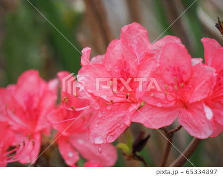 ツツジ 65334897
