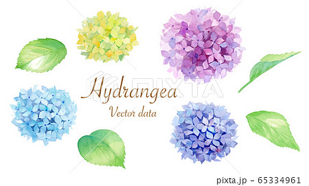 あじさいのエレメントのセット 水彩イラストのトレースベクター のイラスト素材