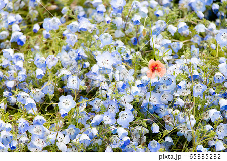 Red flower growth among blue nemophila background 65335232