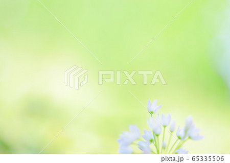 緑のカーテン 緑のカーテン 65335506