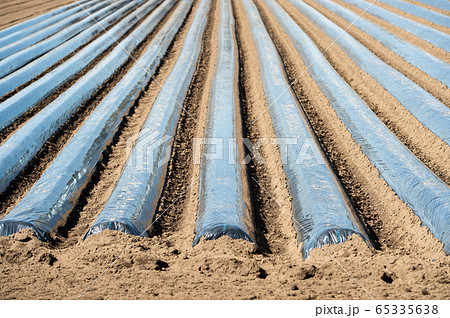 マルチシート　マルチ栽培　黒フィルム　契約農家　じゃがいも　ジャガイモ　じゃが芋　種イモ植え 65335638