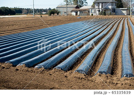 マルチシート　マルチ栽培　黒フィルム　契約農家　じゃがいも　ジャガイモ　じゃが芋　種イモ植え 65335639