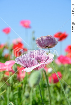 ポピーの花 65335791