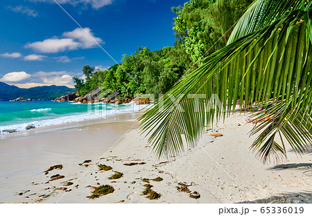 Beautiful Anse Soleil beach with palm tree at Beautiful Anse Soleil beach with palm tree at 65336019