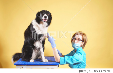 Portrait of a female veterinarian who takes care of Pets Portrait of a female veterinarian who takes care of Pets 65337976