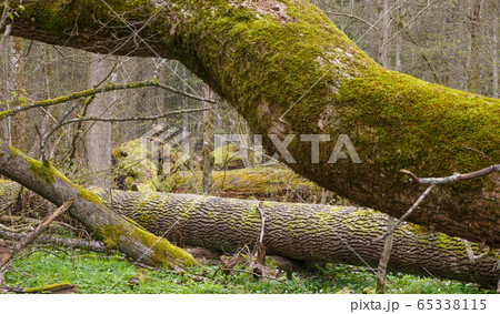Moss and lichen wrapped tree parts 65338115