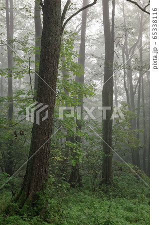 Misty autumnal morning and natural alder forest 65338116
