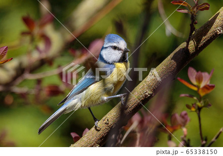 Eurasian blue tit (Cyanistes caeruleus) on branch Eurasian blue tit (Cyanistes caeruleus) on branch 65338150