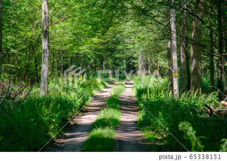 Dirt road crossing summertime forest Dirt road crossing summertime forest 65338151