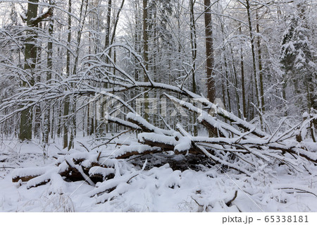 Winter landscape of natural forest with dead oak Winter landscape of natural forest with dead oak 65338181