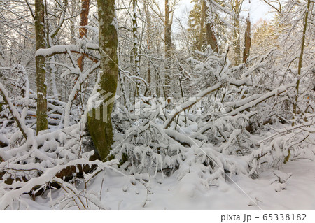Winter landscape of natural forest with dead oak Winter landscape of natural forest with dead oak 65338182