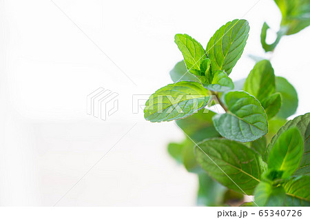 ミズハッカ 65340726