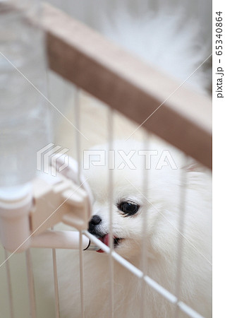 ポメラニアン (犬 ドッグ イヌ 生物 動物 血統書 仔犬 子供 わんこ ホワイト 白 血統 洋犬) 65340864