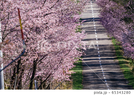 中札内村の桜 65343280