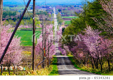 中札内村の桜 65343281