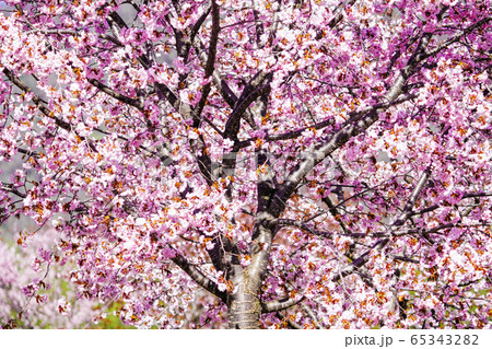 中札内村の桜 65343282