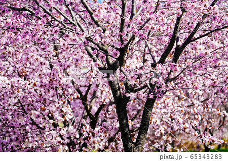 中札内村の桜 65343283
