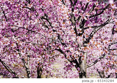 中札内村の桜 中札内村の桜 65343284