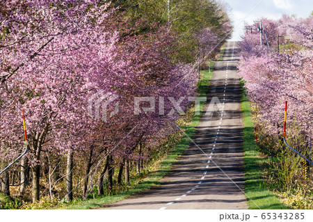 中札内村の桜 中札内村の桜 65343285