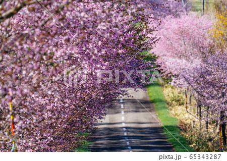 中札内村の桜 65343287