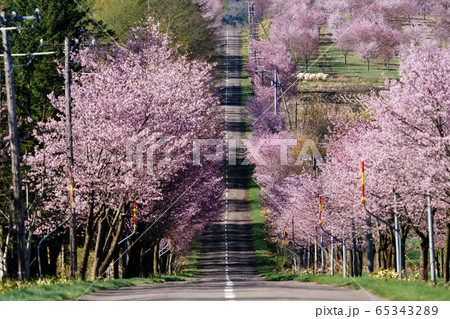 中札内村の桜 中札内村の桜 65343289