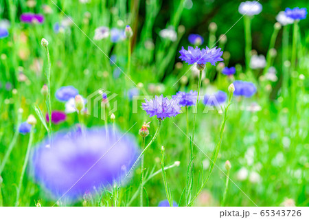 ヤグルマソウ　初夏の草花　【愛知県】 65343726