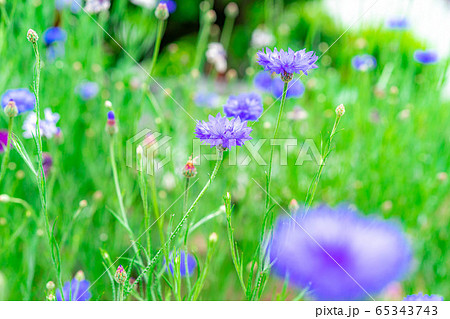 ヤグルマソウ 初夏の草花 【愛知県】 ヤグルマソウ 初夏の草花 【愛知県】 65343743