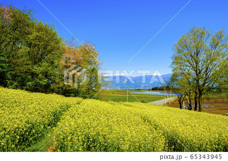 菜の花畑と谷川連峰 65343945